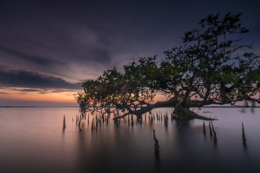 Mangrove, Lamongan Regency, East Java, Indonesia 2