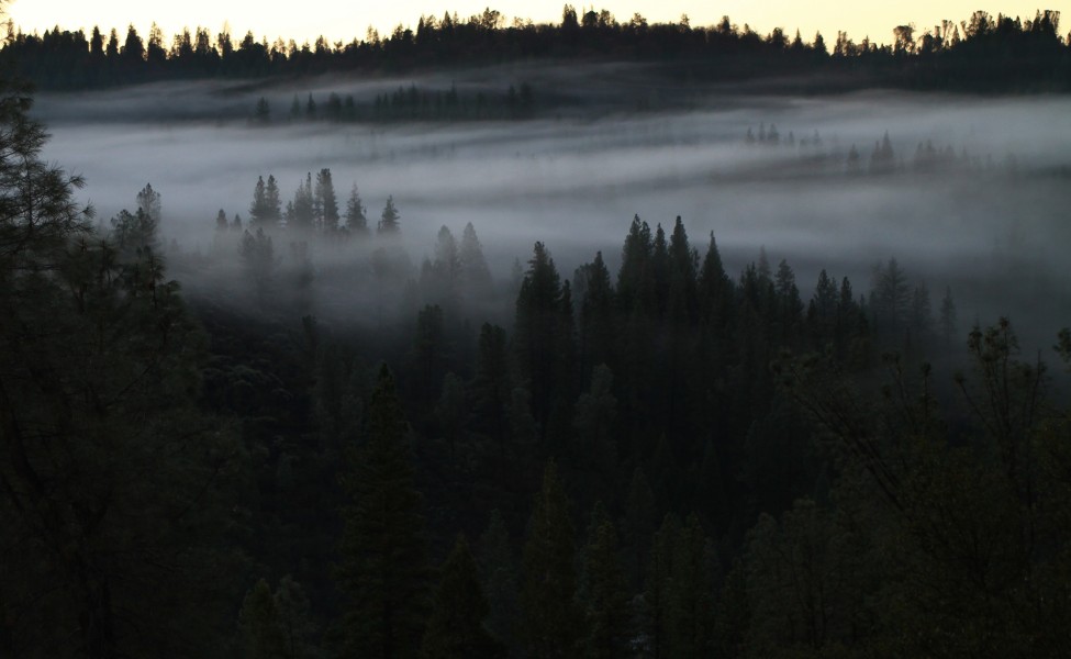 Mist in the trees - Public Domain