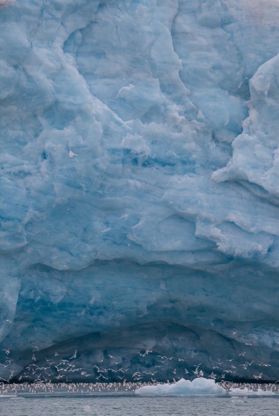 Monaco glacier in Liefdefjord, Svalbard. A meltwater cave hosts a flock of hunting kittywakes