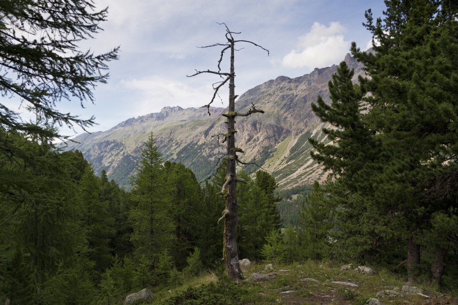 Mountain forest in Morteratsch valley, Graubünden, Switzerland, 2012 July