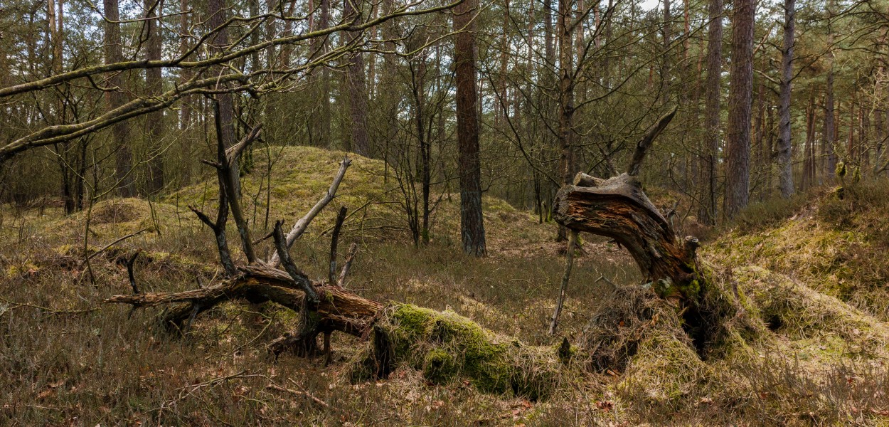 Nationaal Park Drents-Friese Wold. Locatie Dieverzand. Dode boom, belangrijke voedselbron in evenwichtig biotoop 02