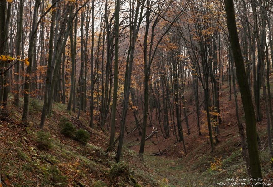 nature in Lviv region of Ukraine photographed in November 2018 by Serhiy Lvivsky, picture 2