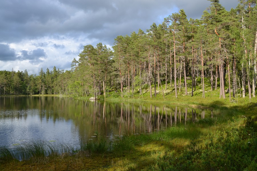 Norra Kvill National Park, Sweden (by Pudelek) 02