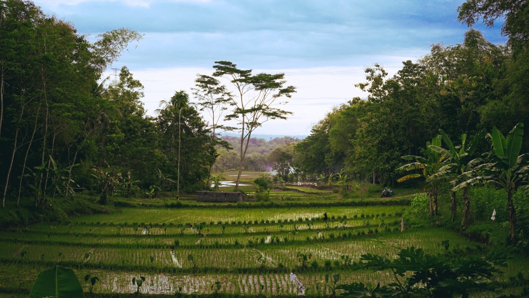 Paddy fields in Wonogiri, Central Java, Indonesia