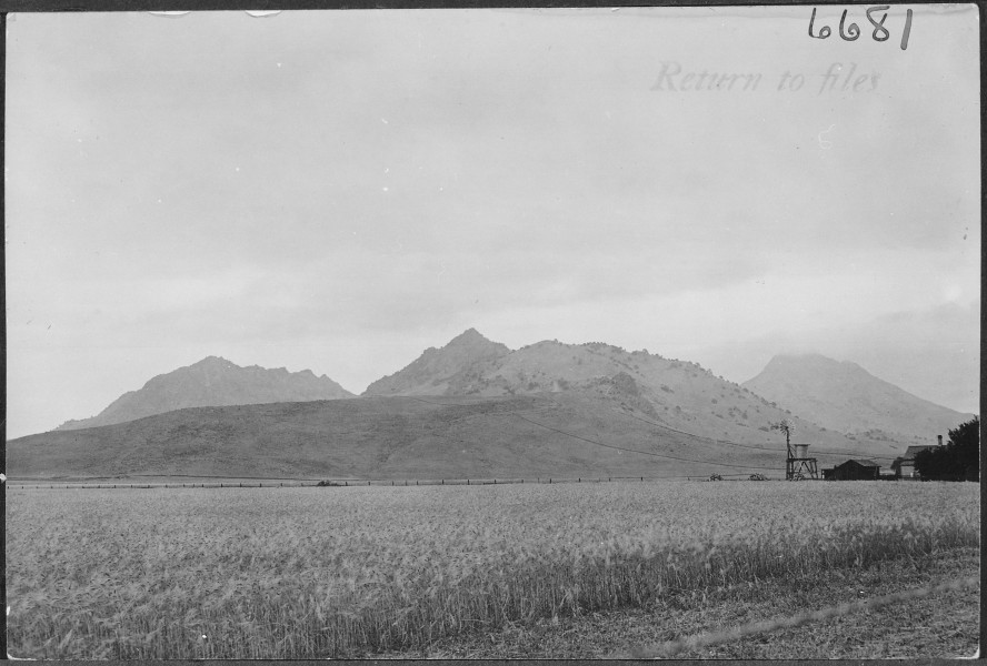Panoramic view of California wheat field, windmill, and ranch buildings at foot of mountains. By C. Hart Merriam, 1903 - NARA - 513124