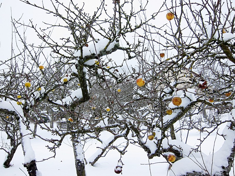 Pommes hiver