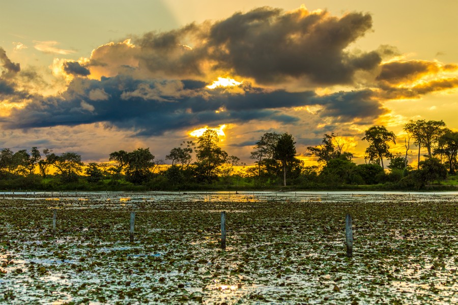 Por do Sol Pantanal em Mato Grosso Brasil