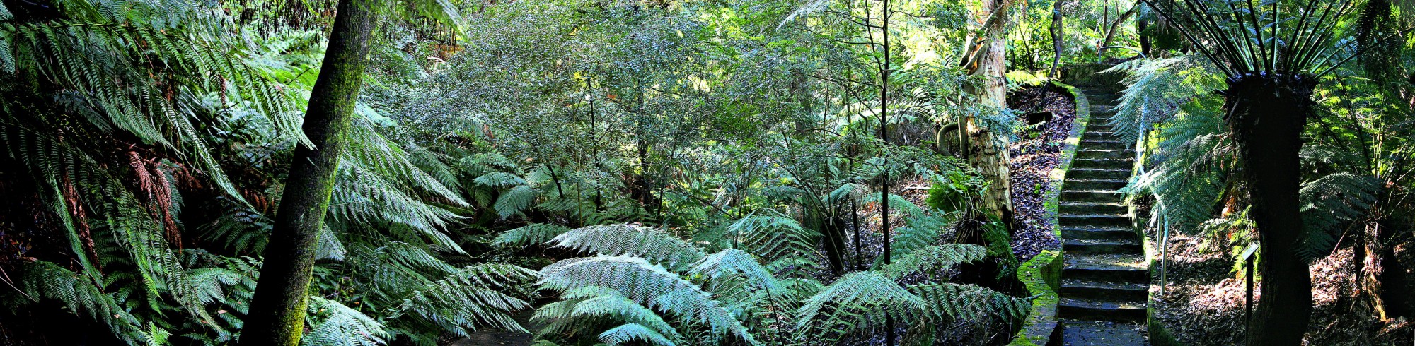 Rainforest walk national botanical gardens