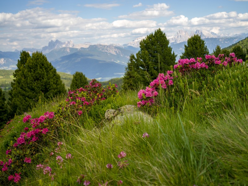 Rhododendron Villanderer Alm Südtirol