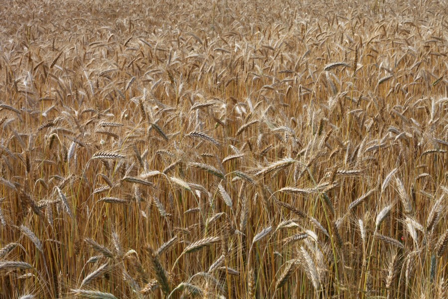 Golden ripening grains, Lviv region, Ukraine, July 2012
