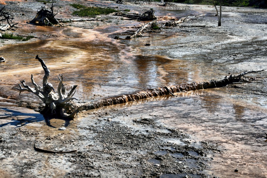 Silex spring overflow with a dead tree in yellowstone