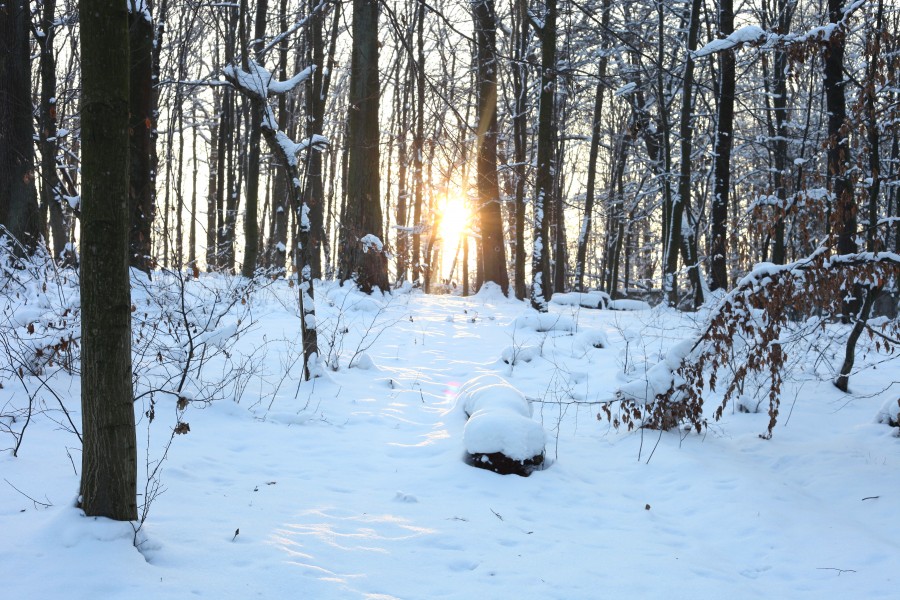 God's creation: snow in the forest in Lviv region, December 2012, photo 12