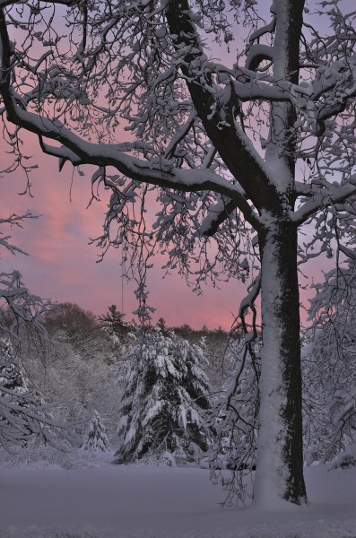 Snow Covered Trees Under a Pink Sunset in New England - DSC 4335
