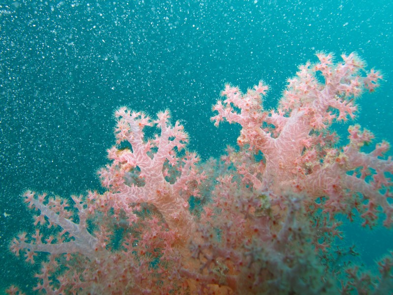 Soft pink coral