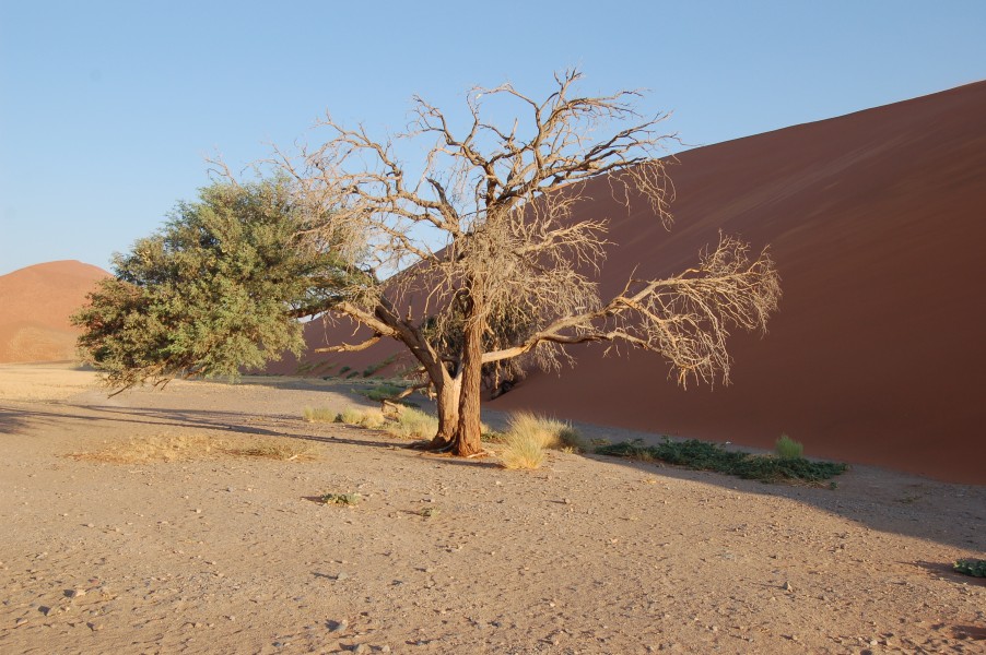 Sossusvlei, Namibia (3137697141)