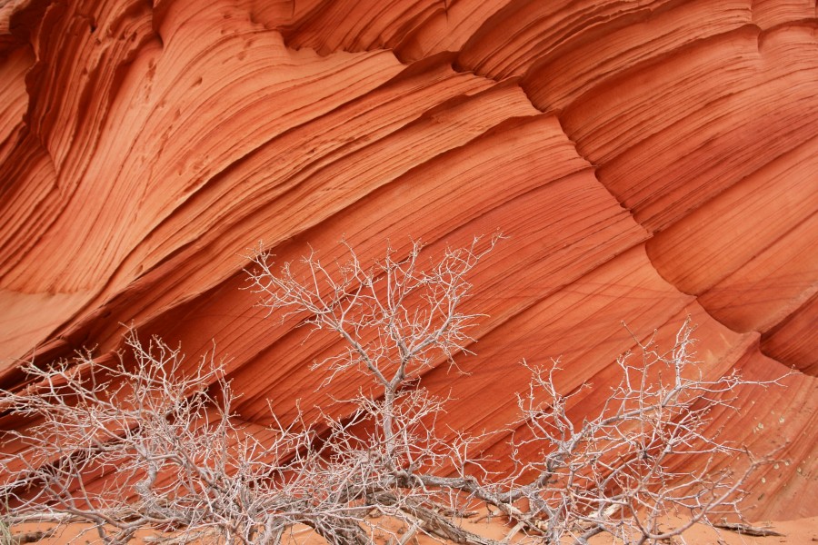 South Coyote Buttes Paria Canyon Wilderness Area (3449622792)