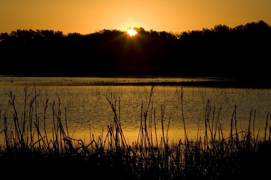 Sun setting behind trees in wetland with water plants