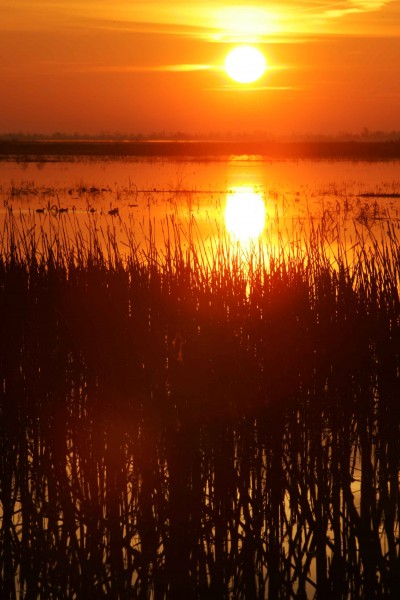 Sunrise over swamp water