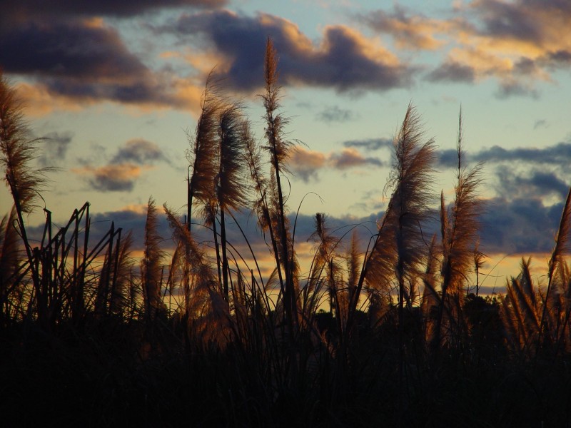 Sunset afterglow through reeds