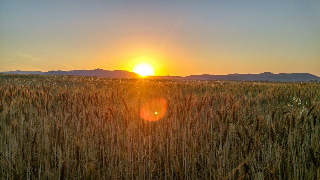 Sunset and Wheat Field