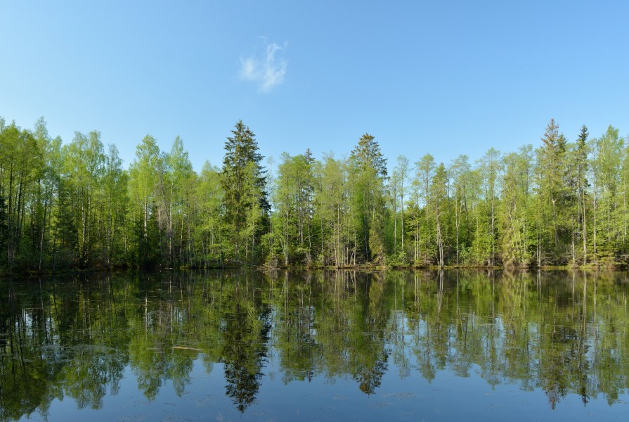 Tammiku järv