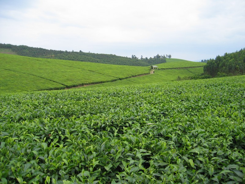 Tea plantation (1)