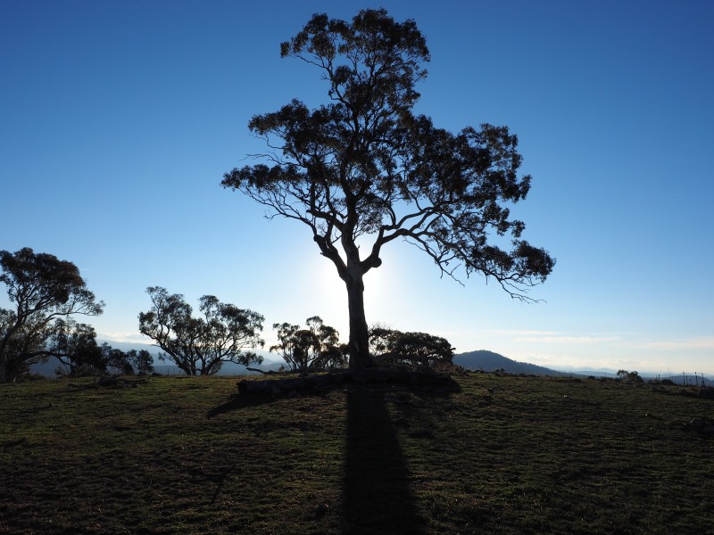 Tree silhouetted against the sun at the Wanniassa Hills Nature Reserve April 2017