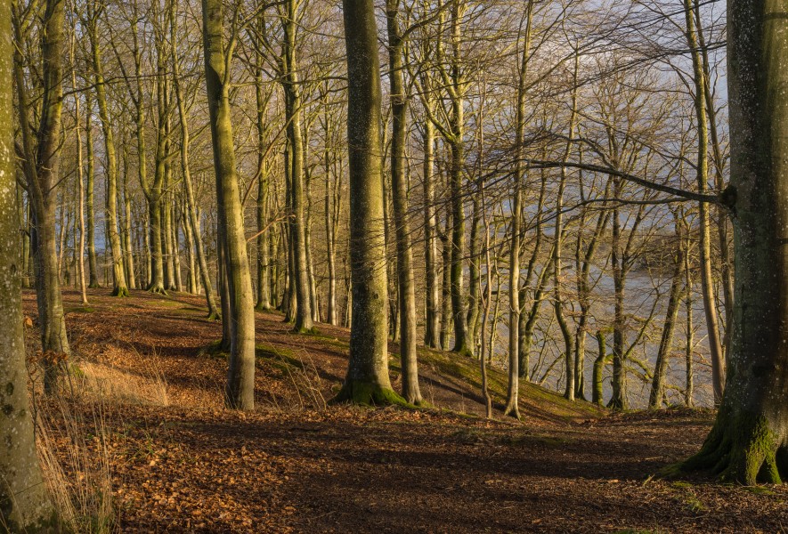 Trees along the Hald Sø Viborg Commune Danemark