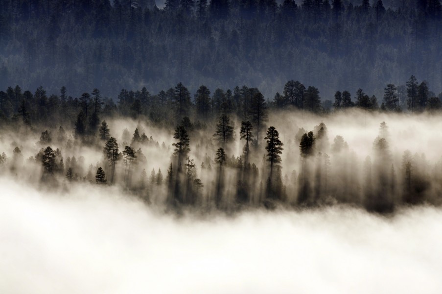 Trees in Mist (7699698926)
