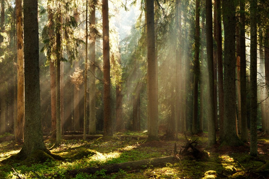 Valgesoo forest, Valgesoo Nature Park, Põlva County, Estonia