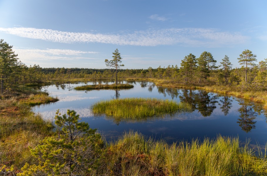 Viru Bog, Parque Nacional Lahemaa, Estonia, 2012-08-12, DD 12