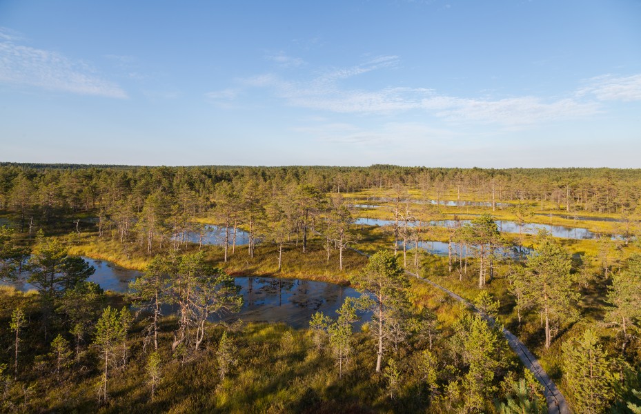 Viru Bog, Parque Nacional Lahemaa, Estonia, 2012-08-12, DD 26