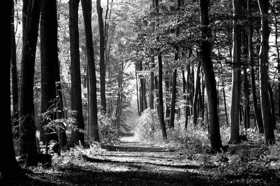 Waldweg - Wanderweg im Wald