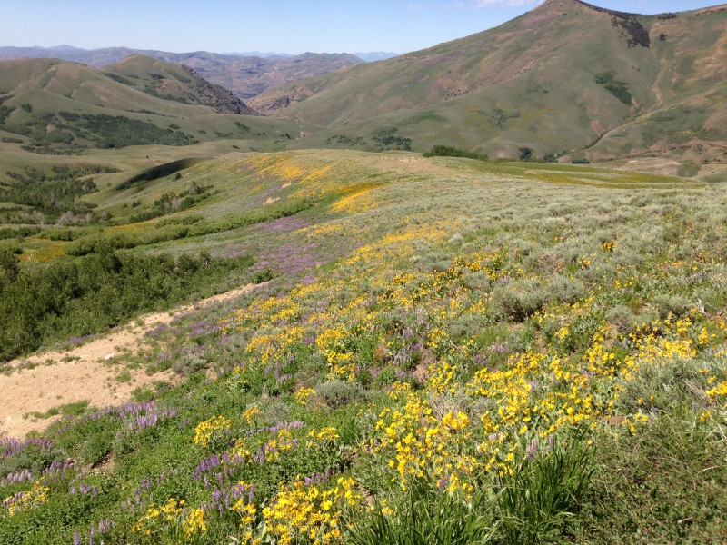 Wildflowers in Copper Basin along Jarbidge-Charleston Road in the Humboldt-Toiyabe National Forest on June 28 2013