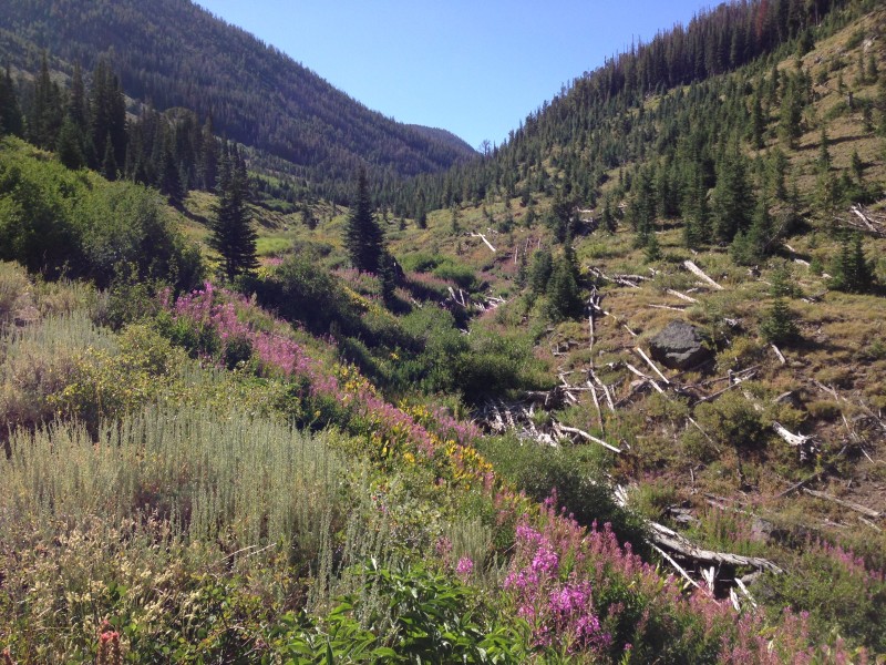 Wildflowers in the upper Jarbidge River Canyon along the Jarbidge River Trail on August 9th 2013