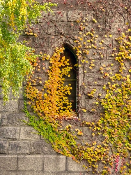Window of Château d'eau de Colmar