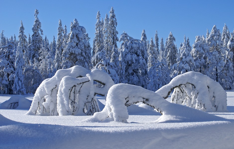 Winter scene in Krokskogen, Norway (3277481706)