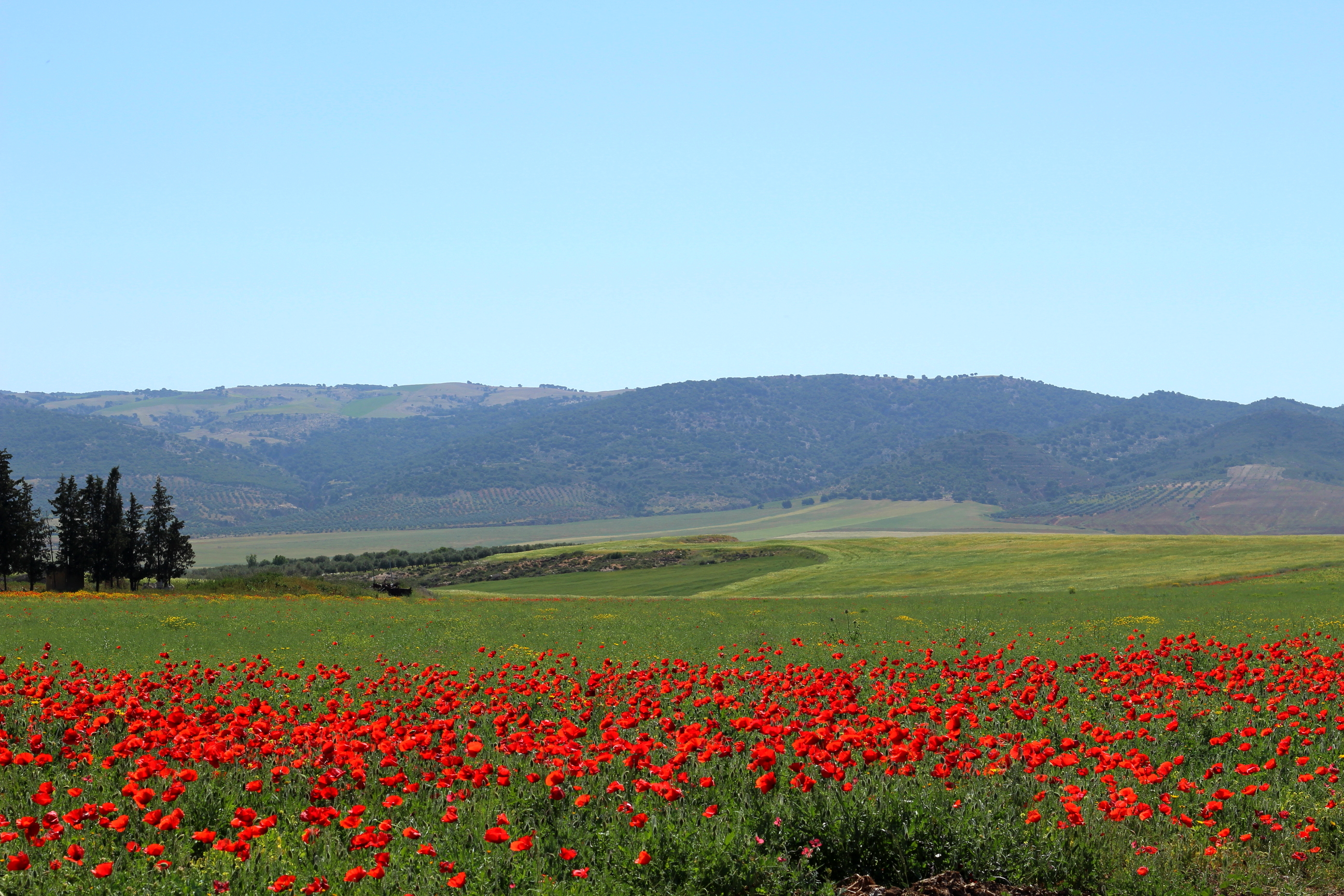 Red field seliana