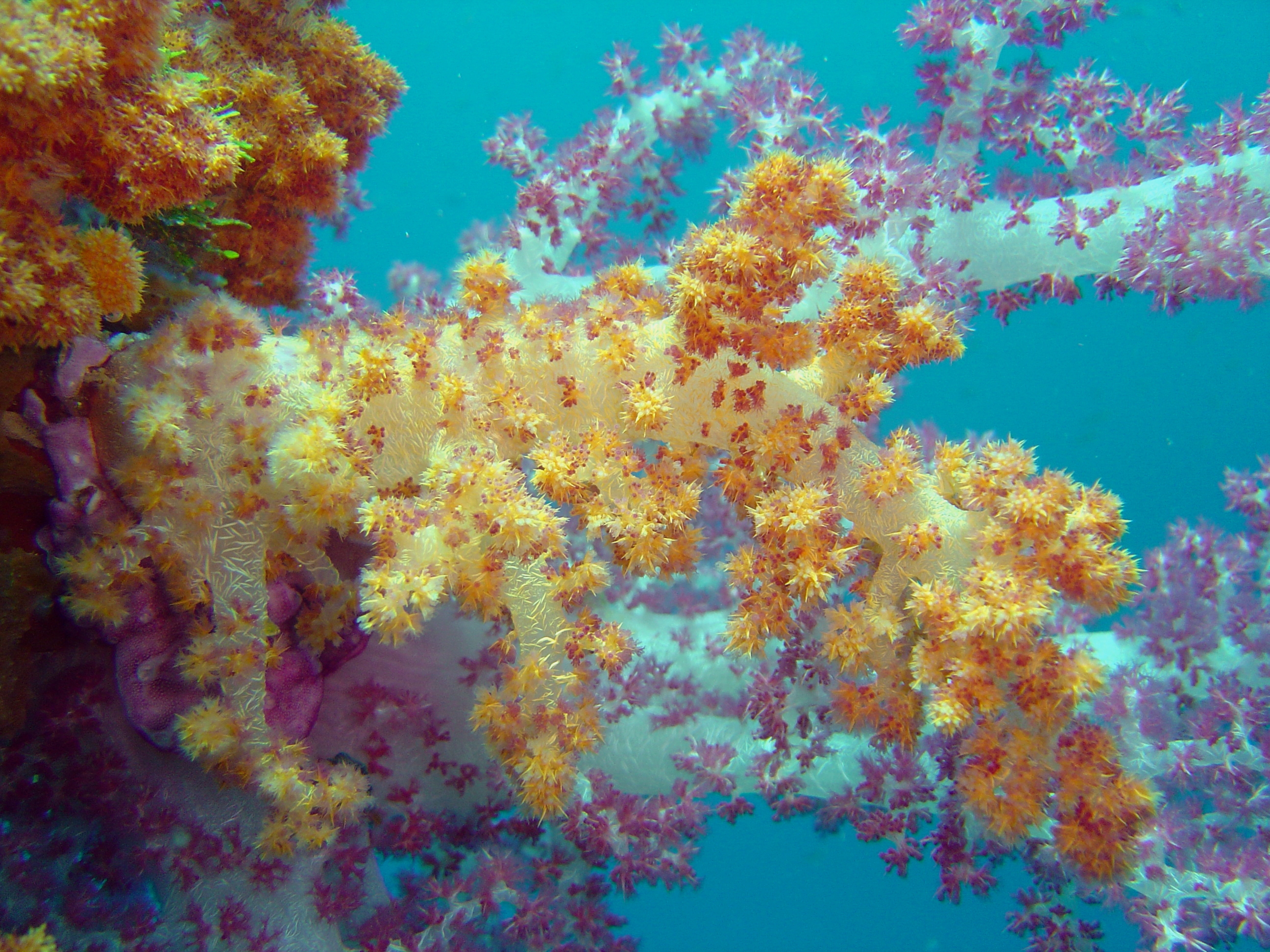 Reef0898 - Flickr - NOAA Photo Library