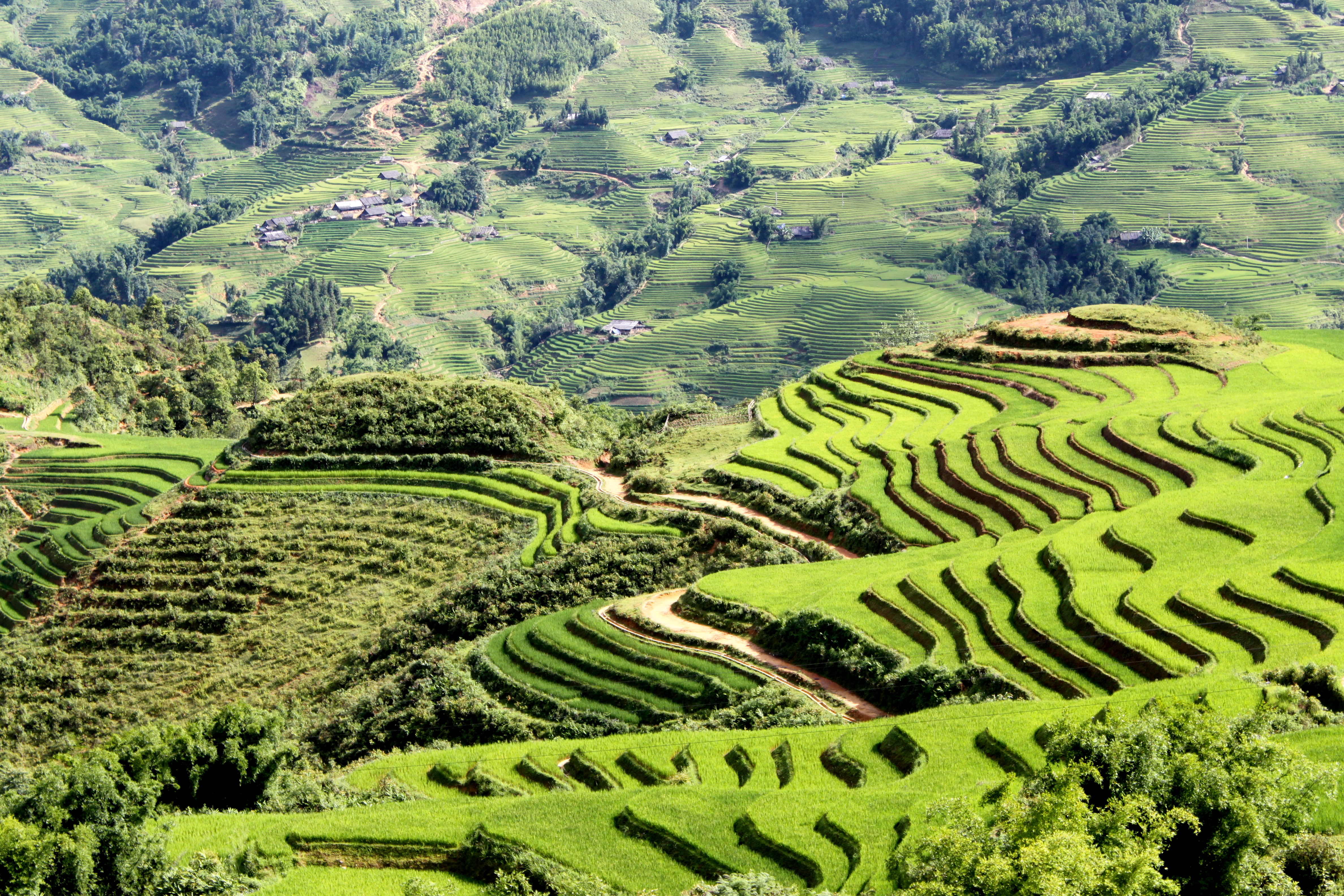 RiceTerracesVietnam