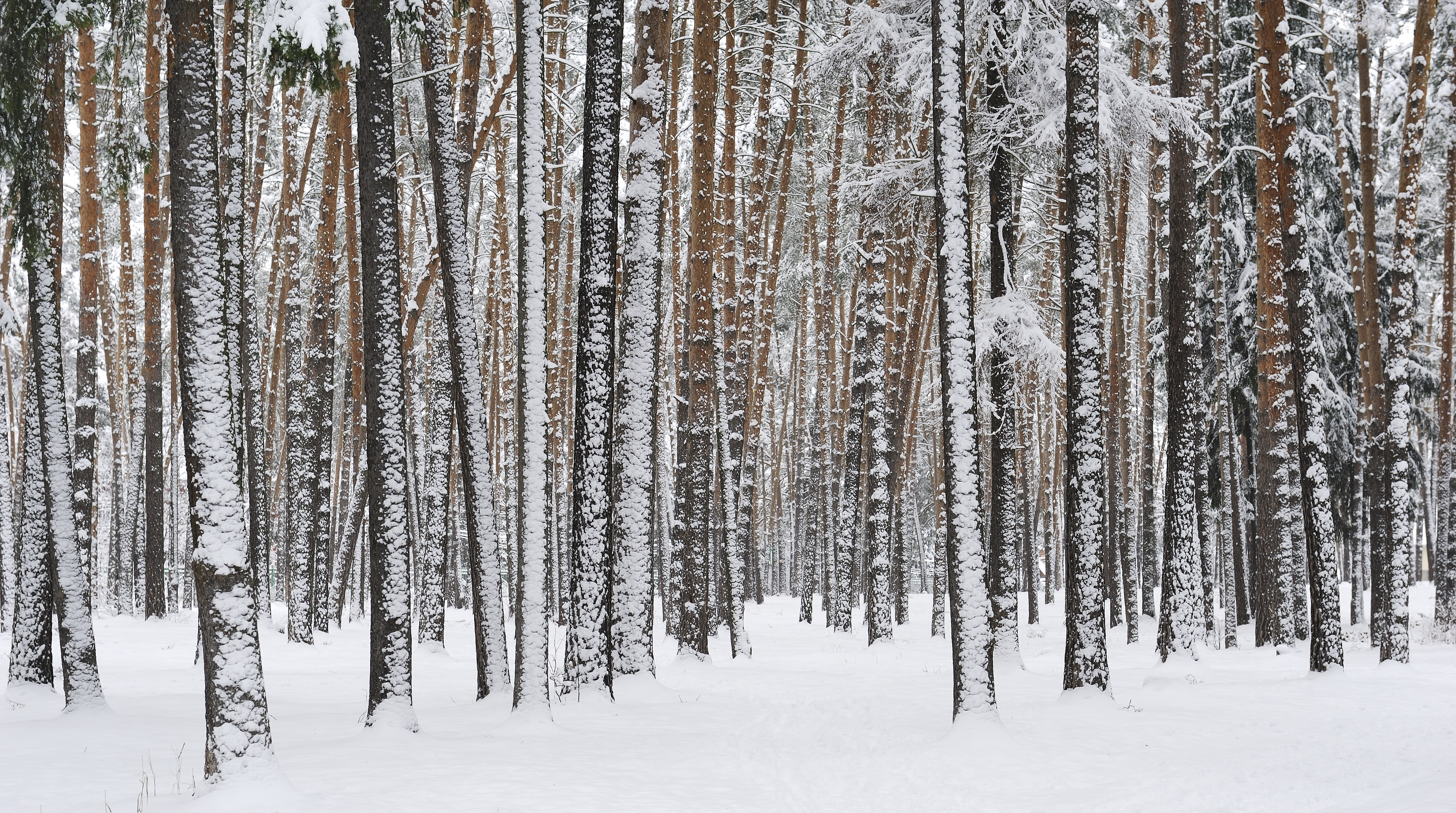 Russia. Moscow Region. Winter pine wood, lake Kratovskoe area