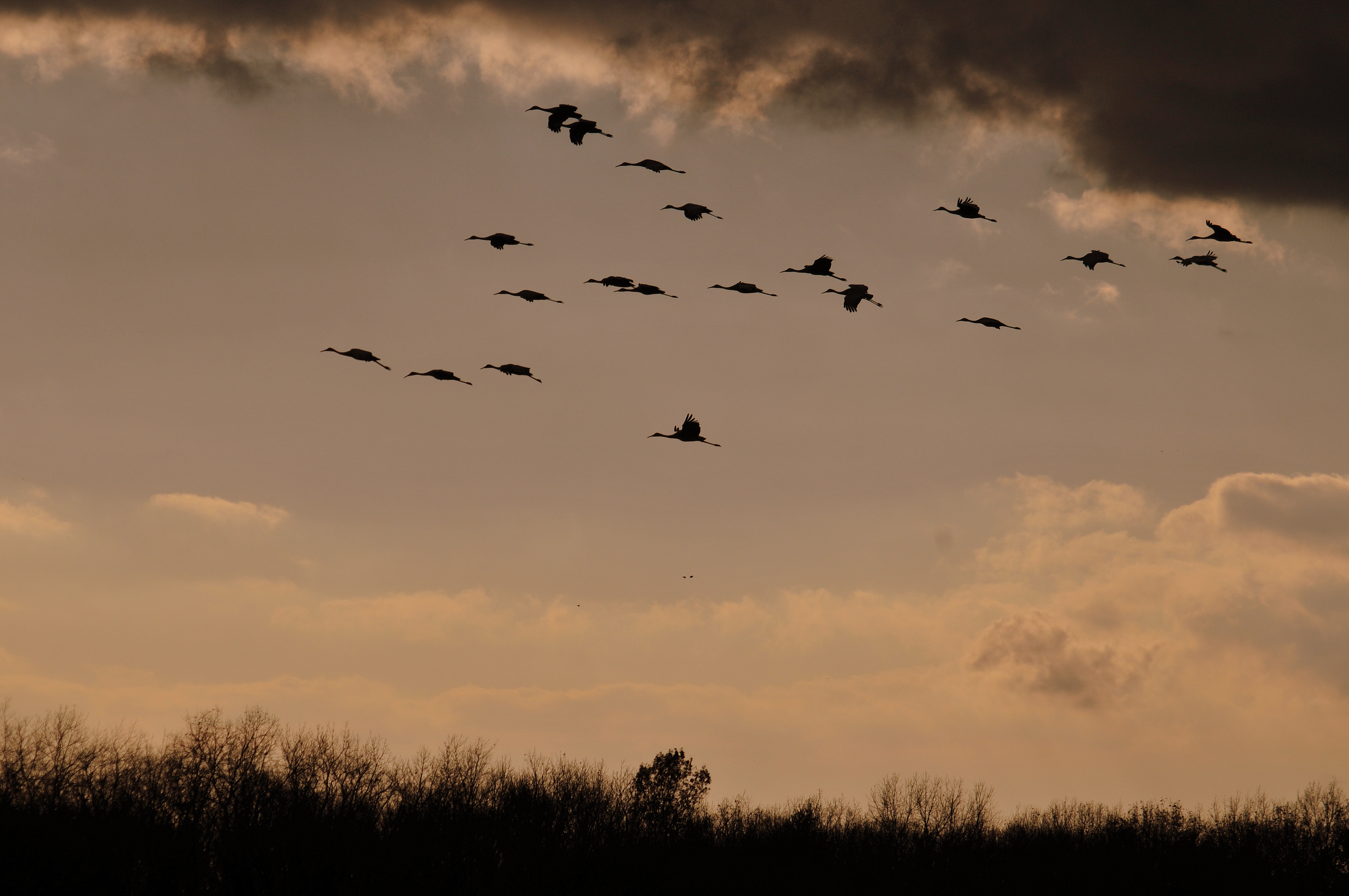 Sandhill Crane Migration (8156333460)