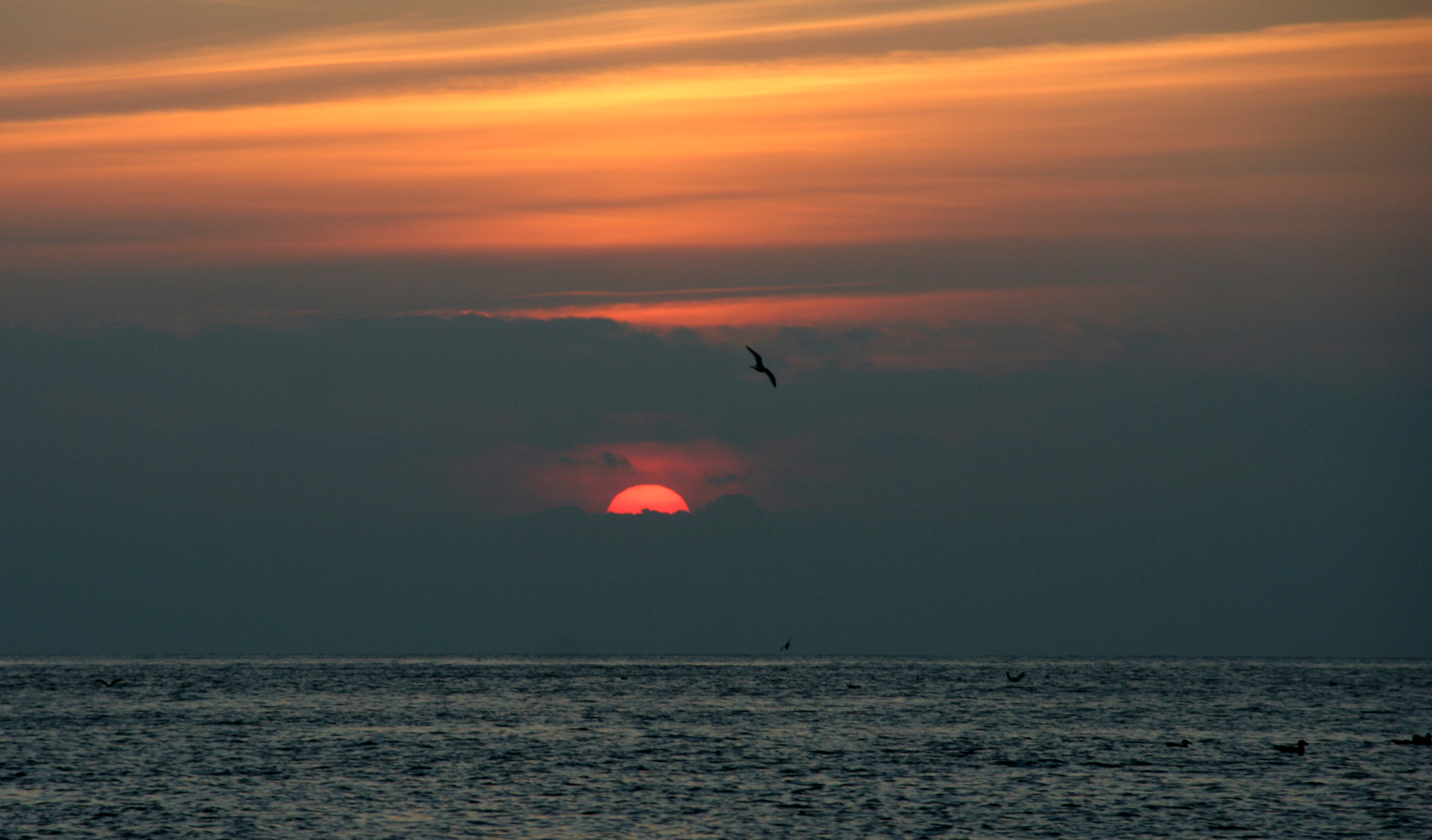 Seagulls at Dusk (1766018932)
