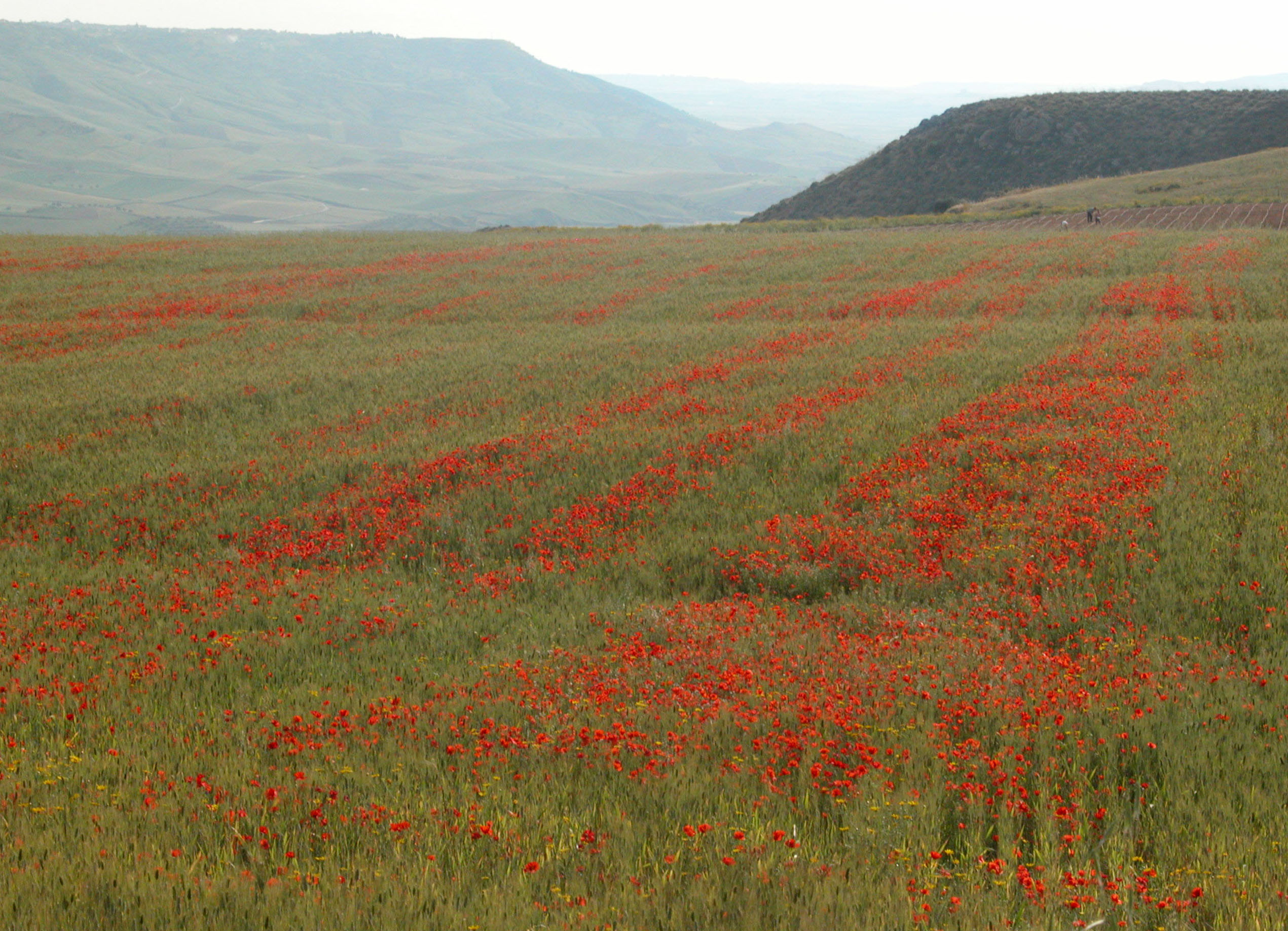 Siciliancountryside2