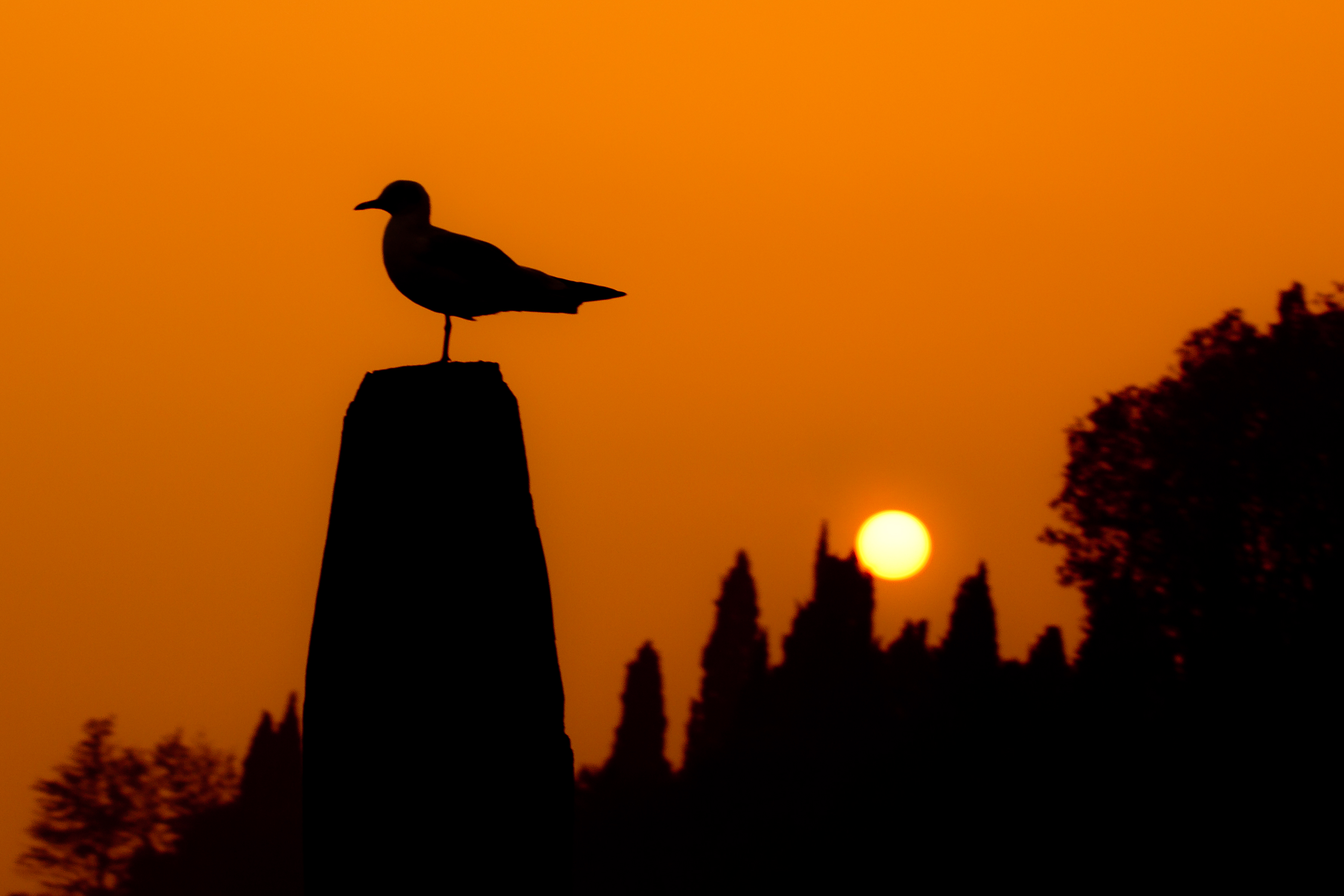 bird silhouette (10123520426)