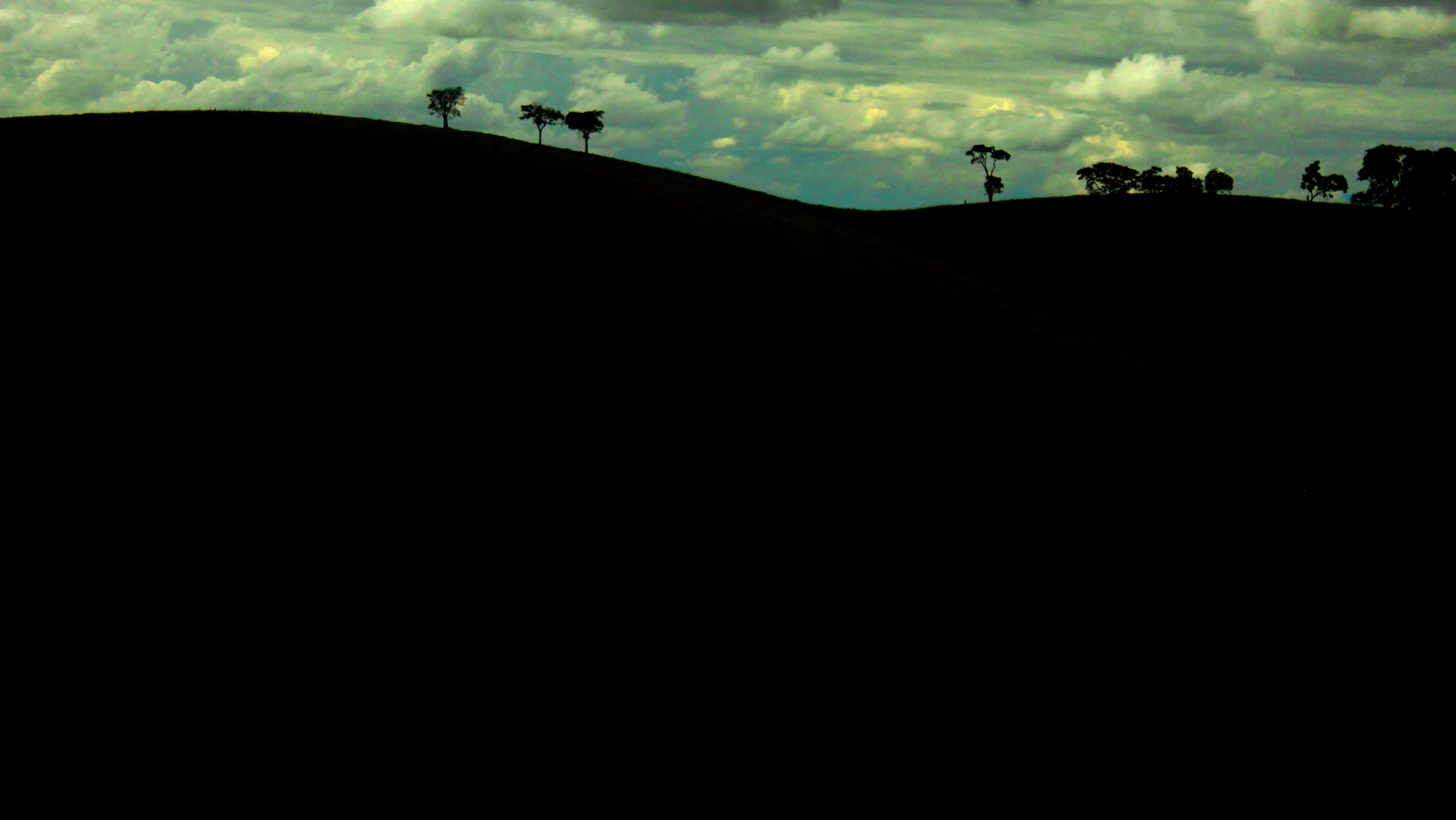 Silhuetas arboreas