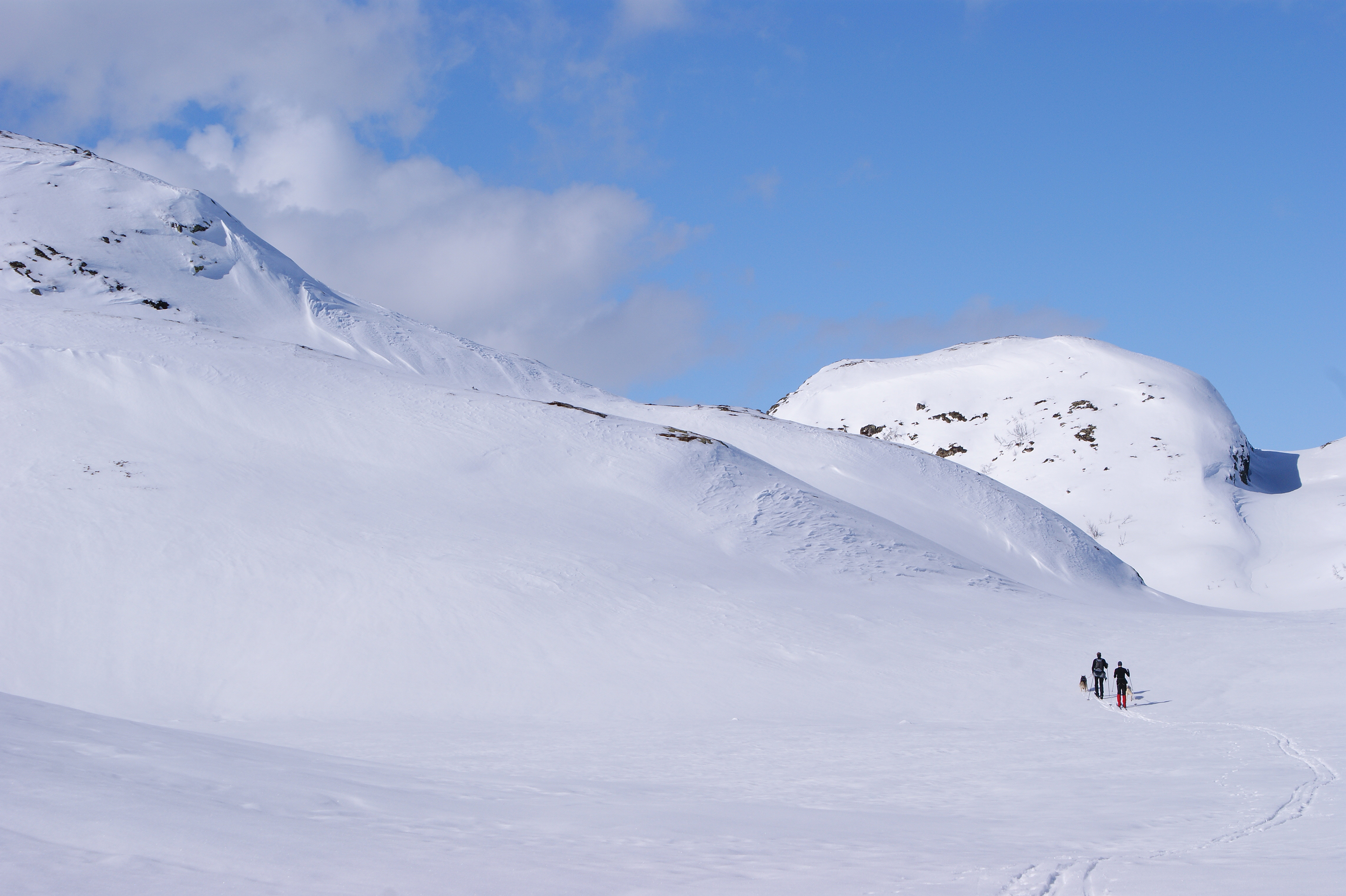 Skijoring in Telemark (4492289839)