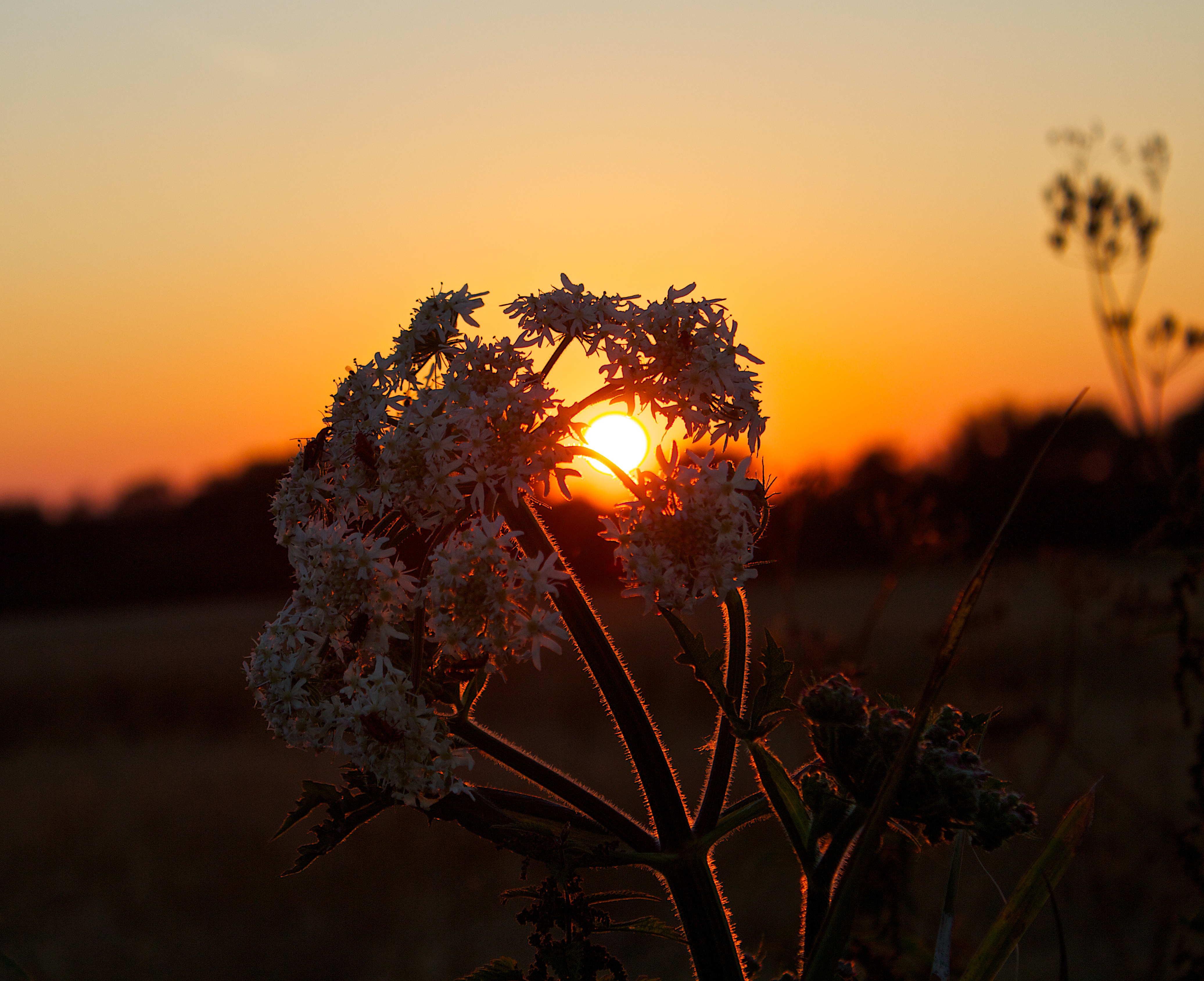 Sonnenuntergang (9331276598)