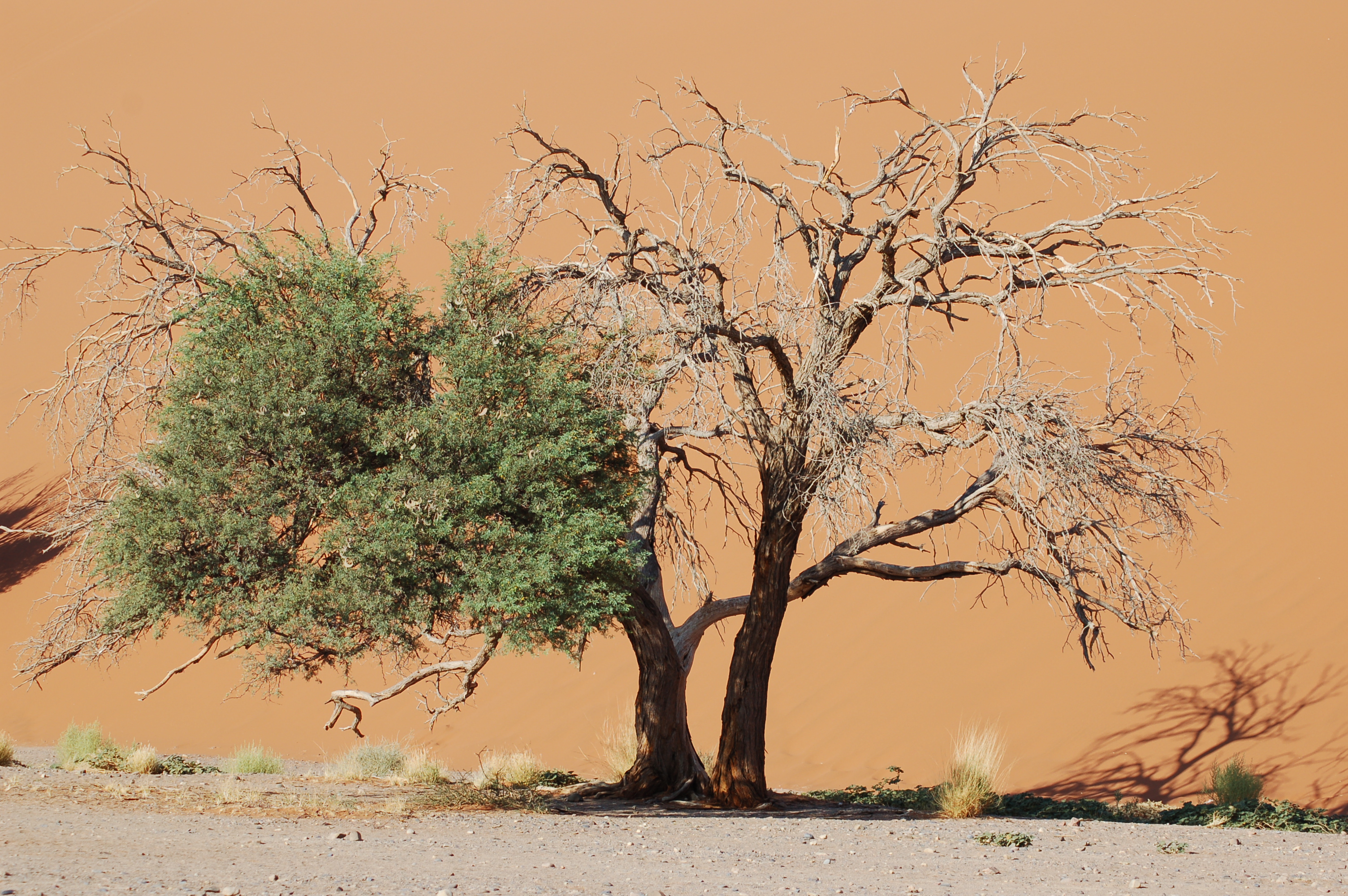 Sossusvlei, Namibia (3137673099)