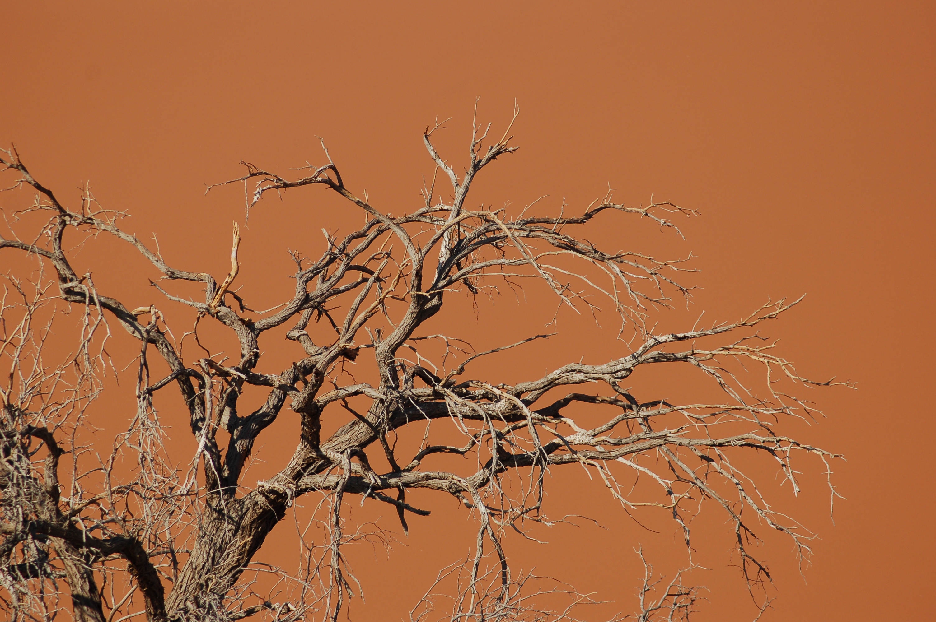 Sossusvlei, Namibia (3138498008)